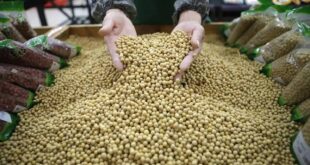 فوائد صحية مُذهلة للبقوليات والحبوب الكاملة