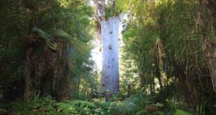 دراسة: استعادة الغابات في الصين توسع المواطن الطبيعية لـ73.6 بالمائة من أنواع الطيور في الغابات