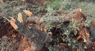 الاحتلال يواصل تجريف واقتلاع أشجار زيتون معمرة في سلفيت