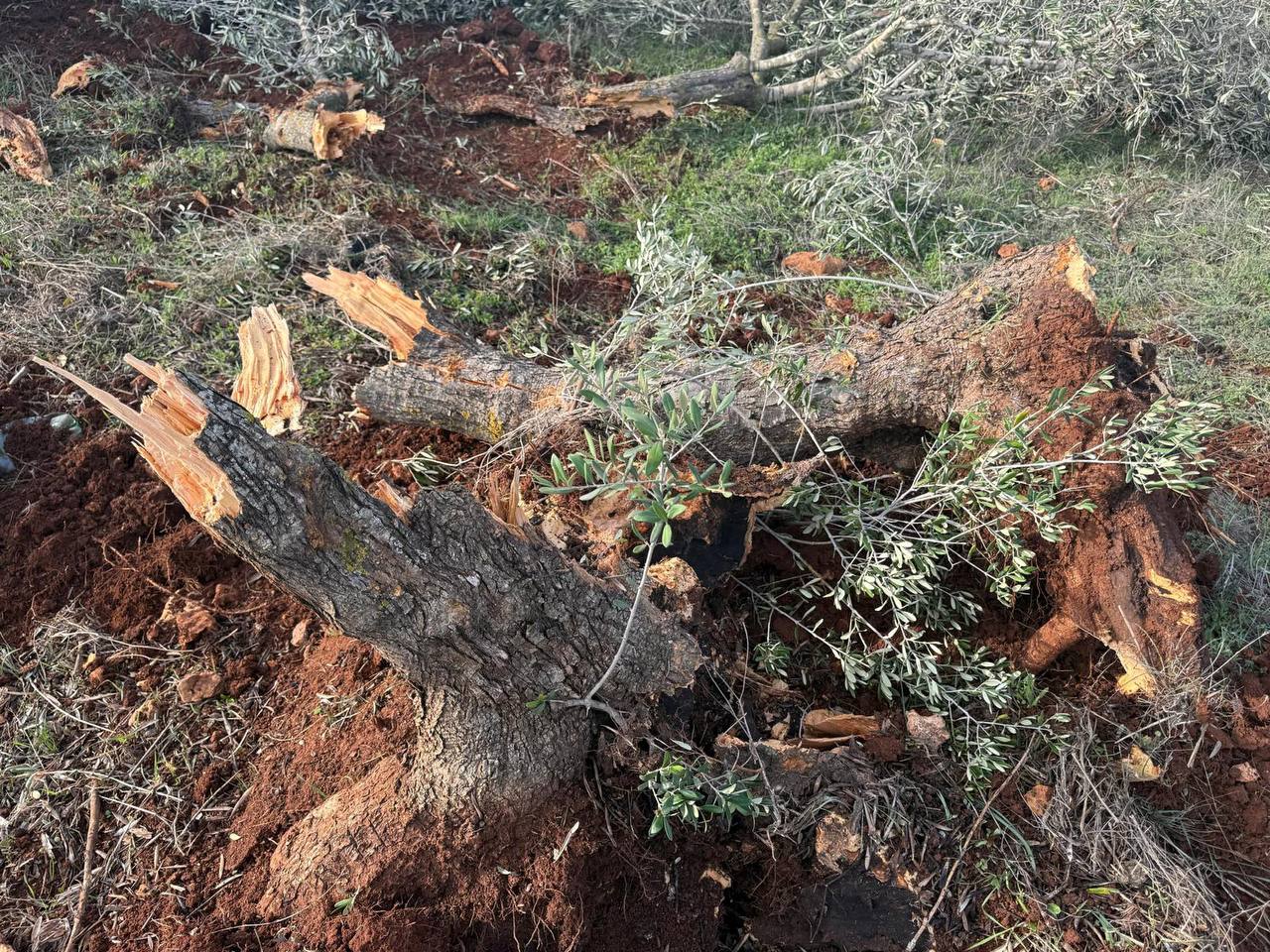 الاحتلال يواصل تجريف واقتلاع أشجار زيتون معمرة في سلفيت