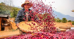 مقاطعة يوننان تحتل المرتبة الأولى من حيث صادرات البن في الصين