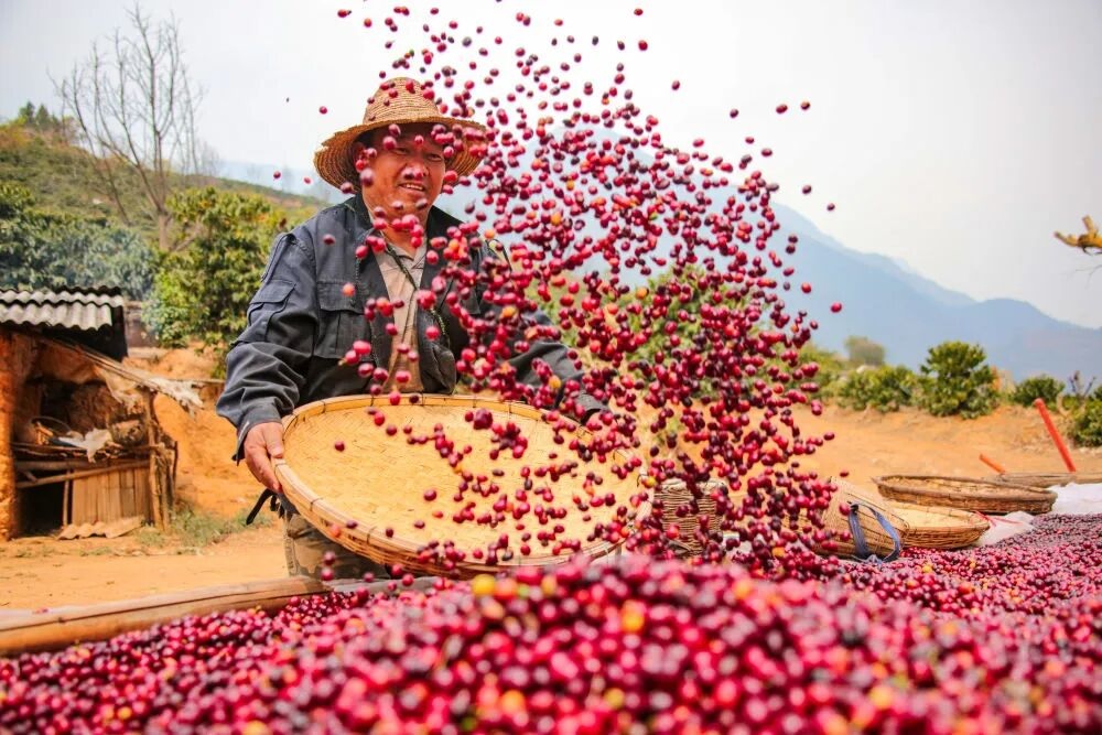 مقاطعة يوننان تحتل المرتبة الأولى من حيث صادرات البن في الصين