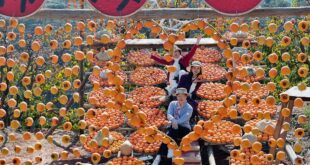 أشجار الكاكي تنضج على الأغصان والسياحة الزراعية تعزز التنمية الريفية في جنوب غربي الصين