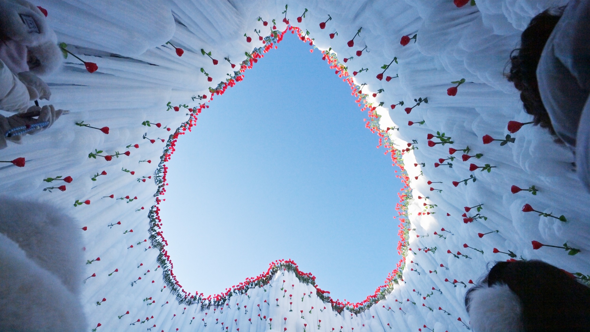 جبل تشانغباي في جيلين شمال شرق الصين : "وردة القلب الجليدي" تتفتح في الشتاء