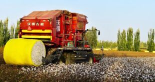 إنتاج القطن في منطقة شينجيانغ الصينية يحقق مستوى قياسيا عام 2025