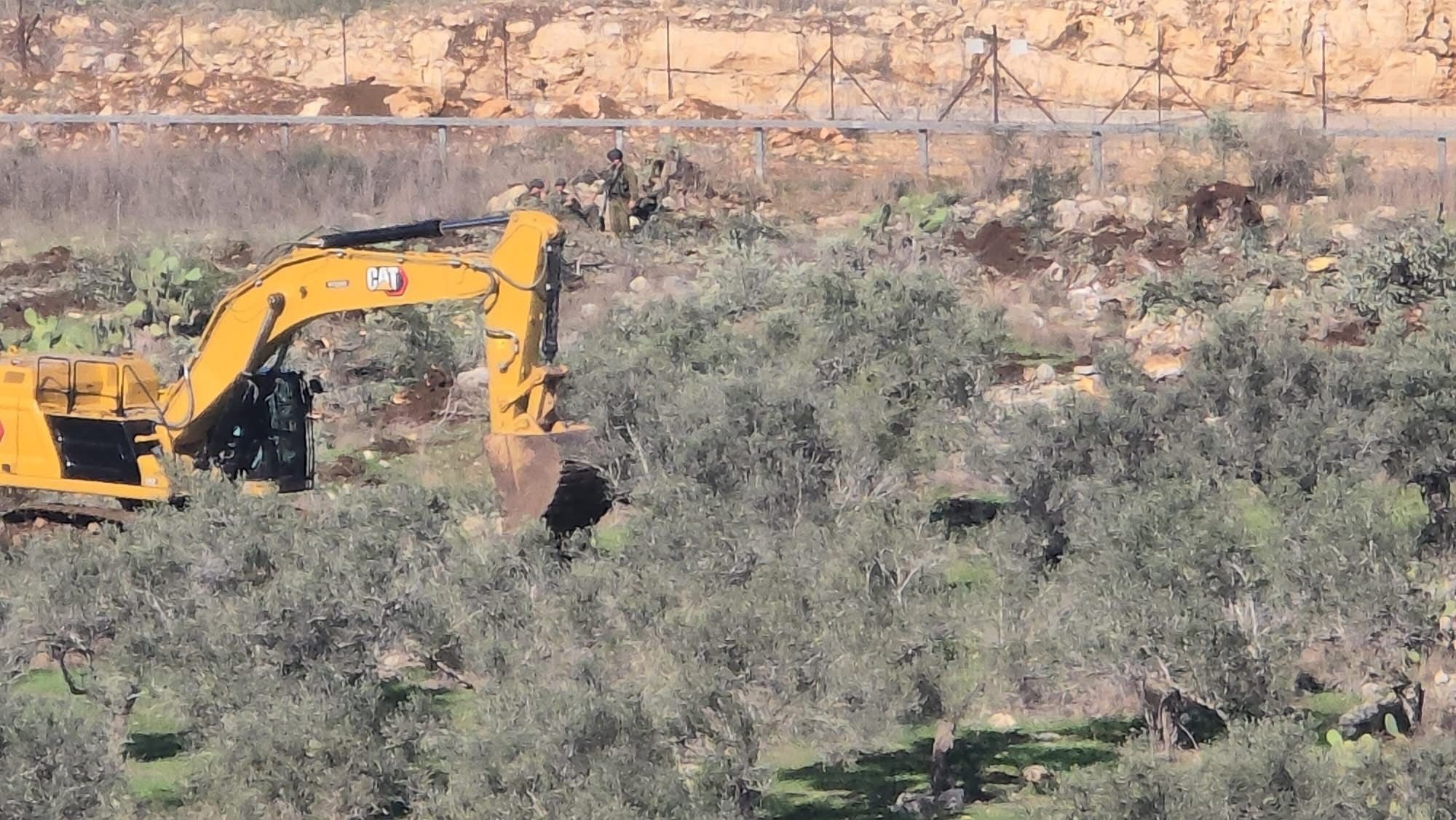 الاحتلال يقتلع أشجار زيتون في زبوبا غرب جنين