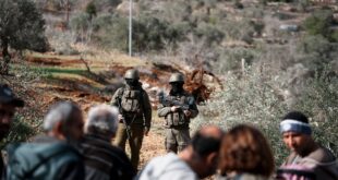 مستوطنون يقطعون عشرات أشجار الزيتون في مخماس شمال القدس