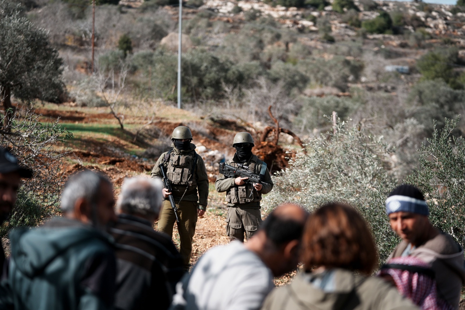 مستوطنون يقطعون عشرات أشجار الزيتون في مخماس شمال القدس