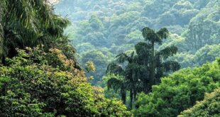 باحثون يصدرون خرائط عالية الدقة لتنوع الغابات في الصين