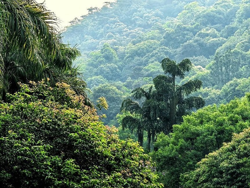 باحثون يصدرون خرائط عالية الدقة لتنوع الغابات في الصين