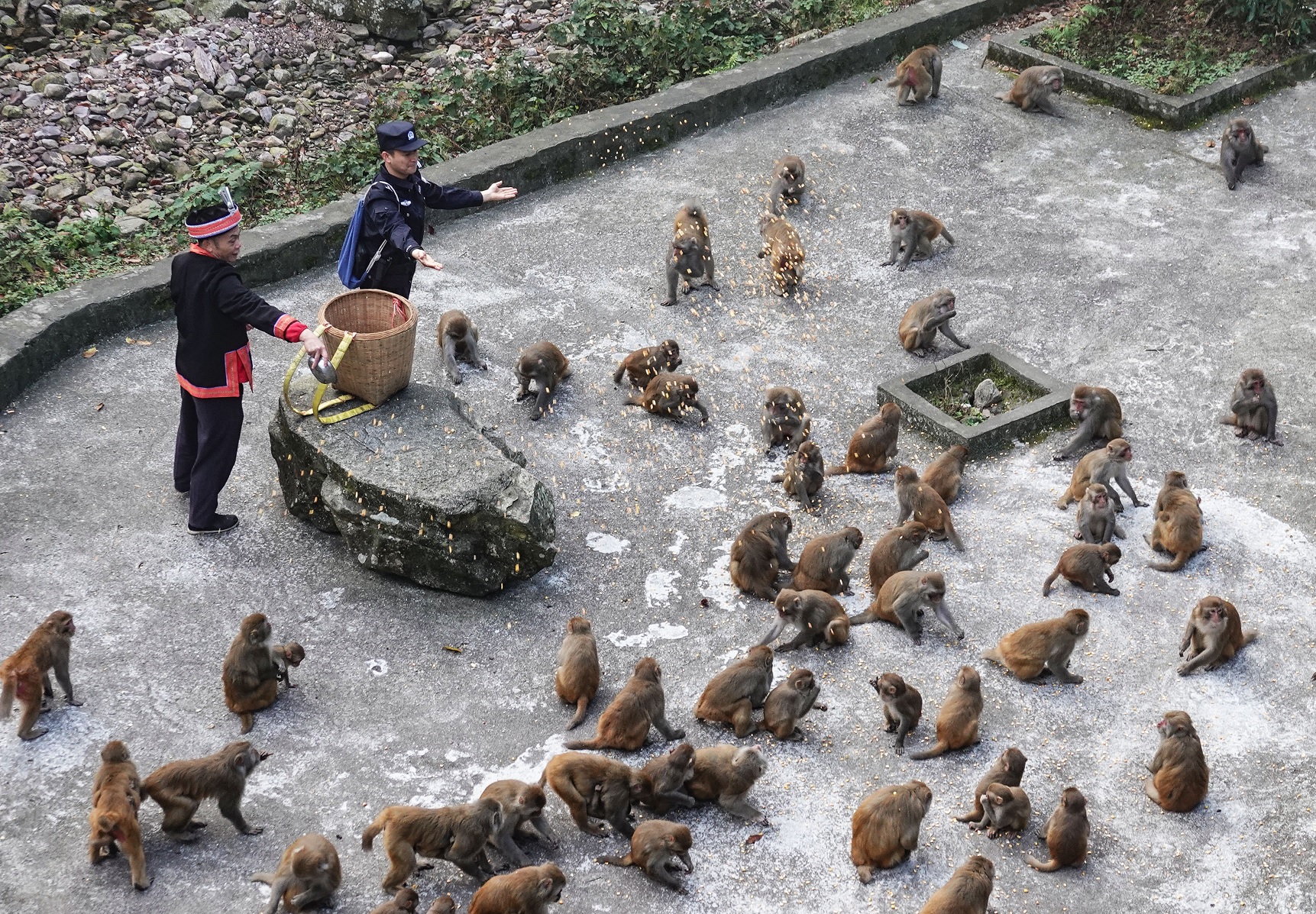 الصين : قوانغشي جينشيو: متعة القرود في جبال داياو