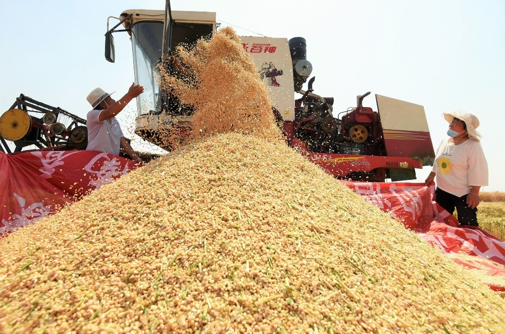مشتريات الحبوب الخريفية في الصين تتجاوز 200 مليون طن