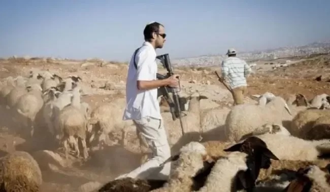 مستوطنون يرعون مواشيهم في بلدة مخماس شمال القدس المحتلة