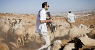 مستوطنون يطاردون الرعاة جنوب الخليل