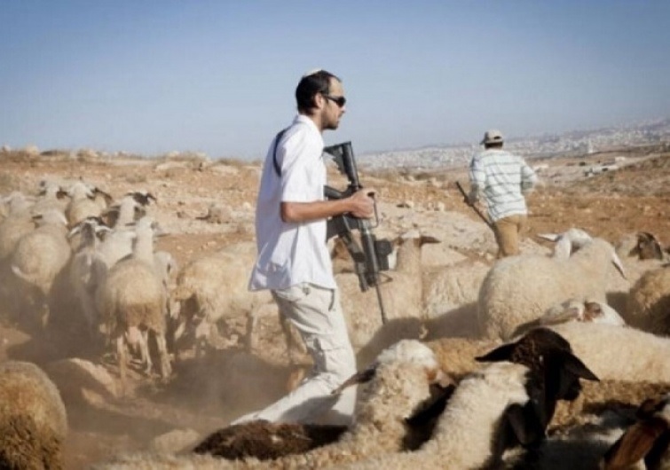 مستوطنون يطاردون الرعاة جنوب الخليل
