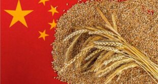 إنتاج الصين من الحبوب يتجاوز 714 مليون طن في عام 2025