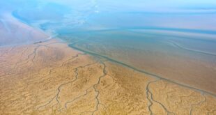 الصين : حصاد الطحالب البحرية في منطقة تربية الطحالب البحرية في البحر الأصفر