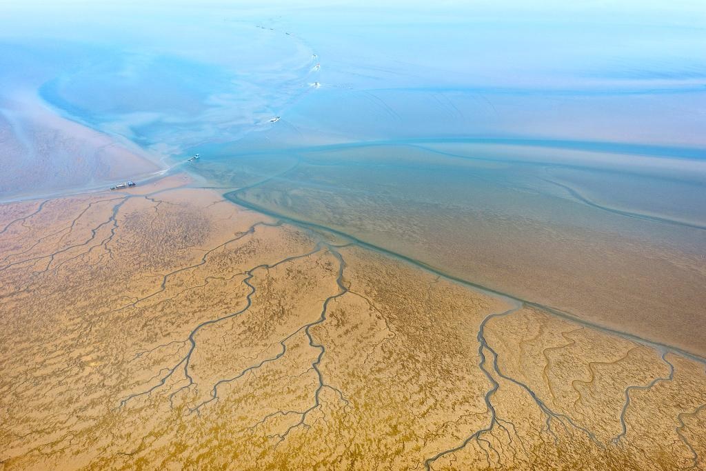 الصين : حصاد الطحالب البحرية في منطقة تربية الطحالب البحرية في البحر الأصفر