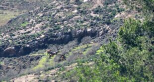 مستوطنون يطلقون مواشيهم في أراضي المواطنين جنوب الخليل