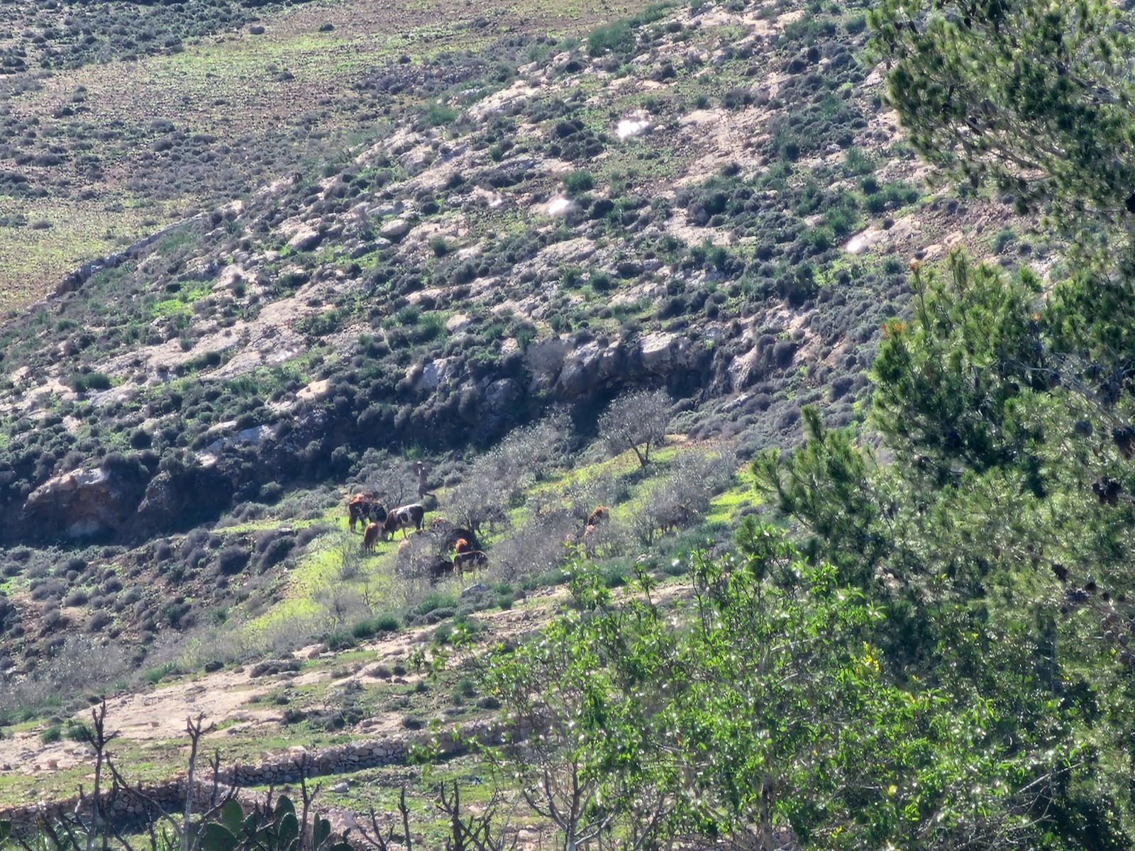 مستوطنون يطلقون مواشيهم في أراضي المواطنين جنوب الخليل