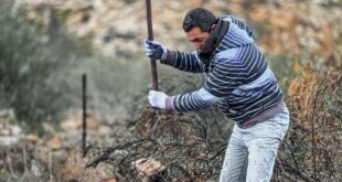 نسيم خطاطبه