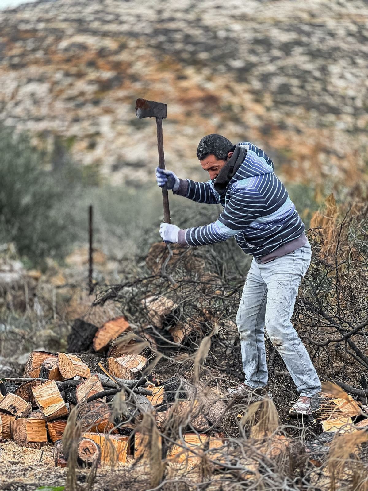 صوتُ الجذور