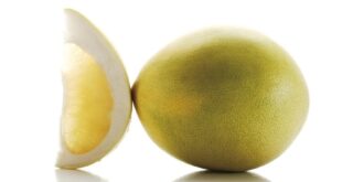 من اللب إلى القشرة.. البوملي يظهر خصائص مضادة للالتهابات ويدعم صحة الجهاز التنفسي