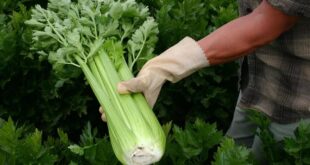 من الأوراق للجذور.. كيف يعزز الكرفس الصحة وما هي موانع استخدامه؟