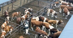 إنتاج لحوم الأبقار في منغوليا الداخلية يتجاوز مليون طن ويمثل أكثر من ثُمن إجمالي إنتاج الصين