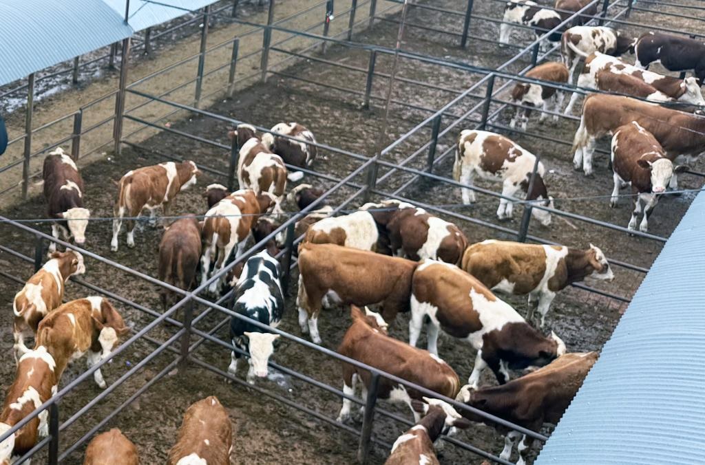 إنتاج لحوم الأبقار في منغوليا الداخلية يتجاوز مليون طن ويمثل أكثر من ثُمن إجمالي إنتاج الصين
