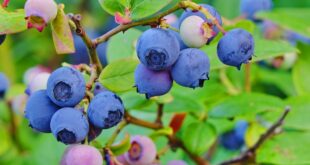 كنز طبيعي مضاد للأكسدة والالتهاب يعزز الصحة ويبطئ الشيخوخة