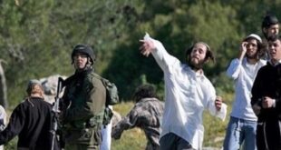 مستوطنون يعتدون على ممتلكات المواطنين في الأغوار الشمالية وبلدة قصرة بنابلس