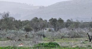 مستوطنون يقتلعون 200 شجرة زيتون في ترمسعيا شمال رام الله