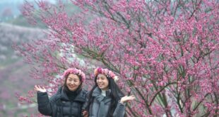 حديقة لأزهار البرقوق في مقاطعة قويتشو جنوب غربي الصين