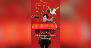 عام الحصان عيد الربيع الصين الصيني