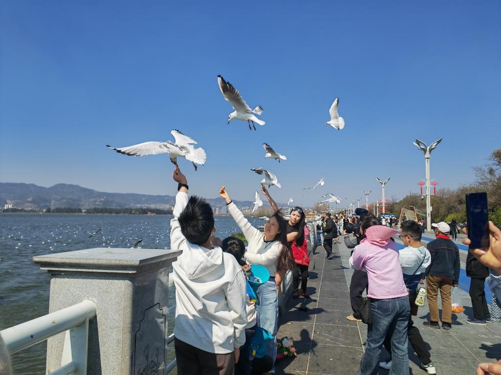 طيور النورس أحمر المنقار في جنوب غربي الصين