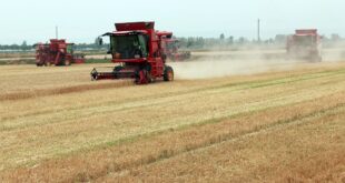 الصين تضع خططا لتحديث الزراعة وإحياء المناطق الريفية