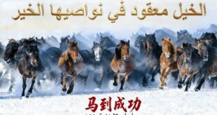 من نواصي الخيل إلى سرجها: أمثال عربية وصينية تروي فلسفة الحياة