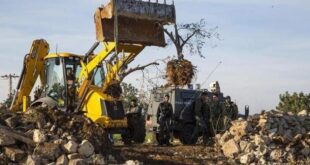 الاحتلال يقتلع 200 شجرة جنوب بيت لحم