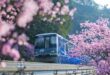 تشونغتشينغ: الزهور المتفتحة تخلق تجربة ساحرة للقطارات المارة