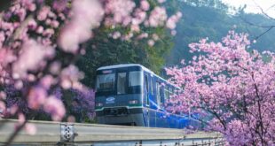 تشونغتشينغ: الزهور المتفتحة تخلق تجربة ساحرة للقطارات المارة