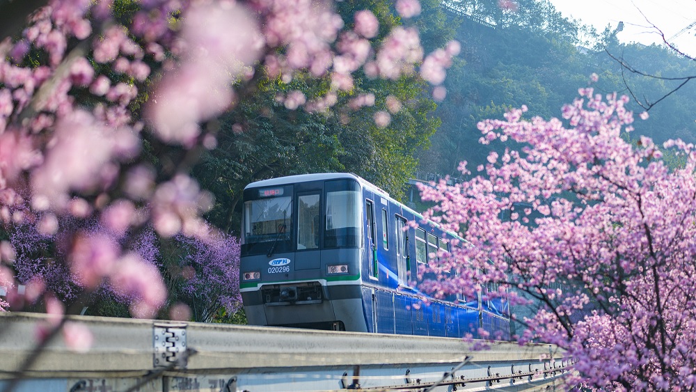 الصين : الزهور المتفتحة في تشونغتشينغ تخلق تجربة ساحرة للقطارات المارة
