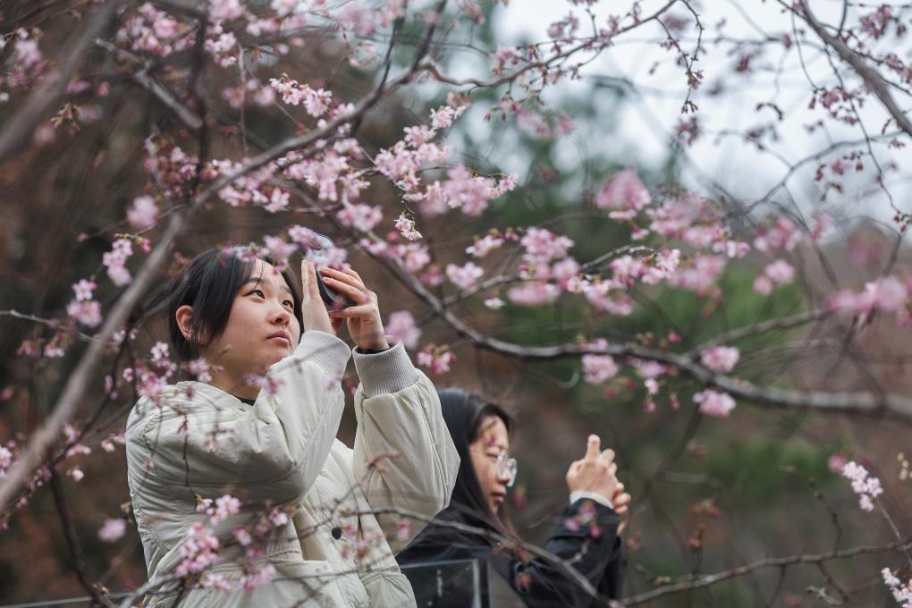 أزهار الكرز البرية في تشجيانغ بشرقي الصين