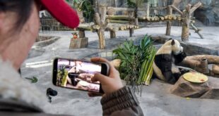 أورومتشي تستقبل عيد الربيع الصيني باثنتين من الباندا العملاقة