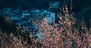 تفتح زهور البرقوق في محافظة شهشيان شرقي الصين