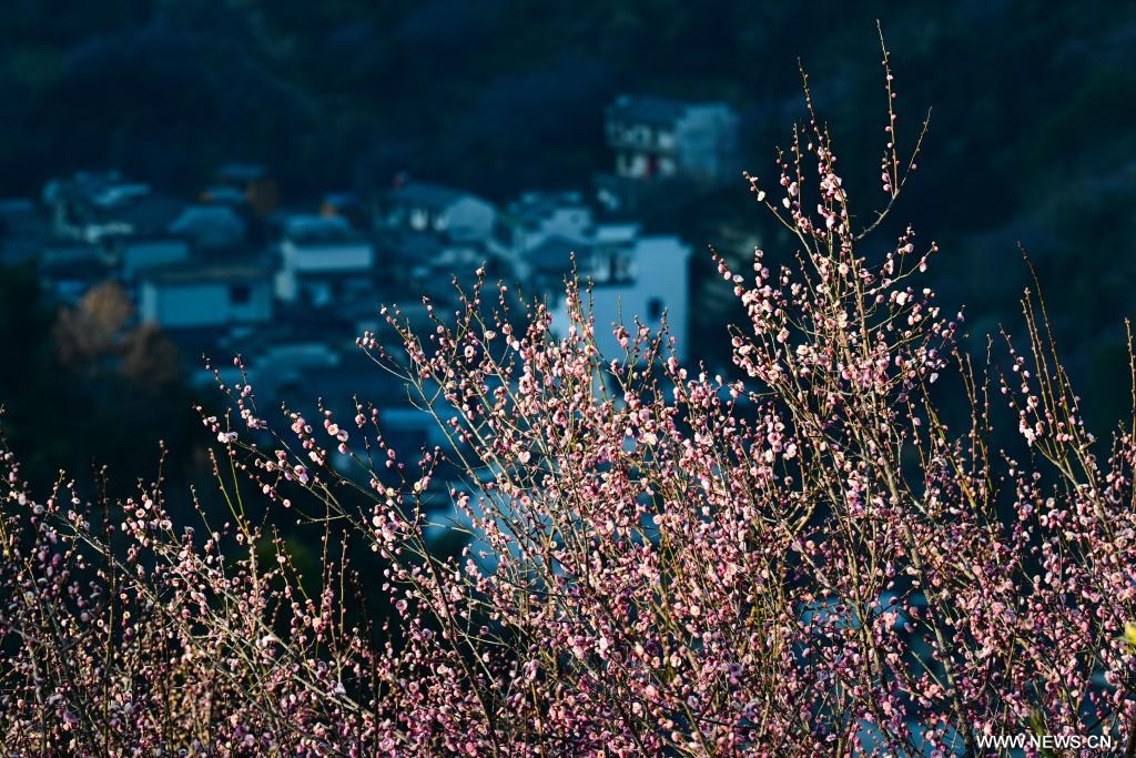 تفتح زهور البرقوق في محافظة شهشيان شرقي الصين