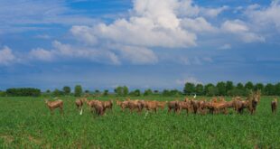 بطاقة الصين الوطنية للتعايش المتناغم بين الإنسان والطبيعة – المتنزهات الوطنية الصينية
