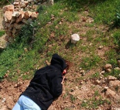 إصابة متضامنين أجنبيين في هجوم للمستوطنين على قصرة جنوب نابلس