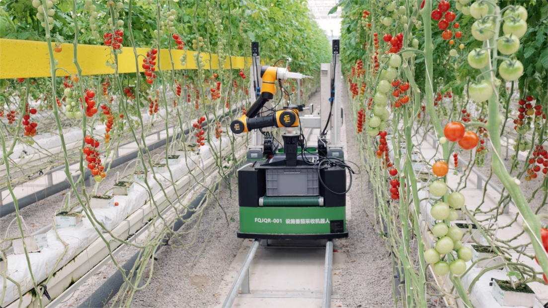 الصين : روبوتات الحصاد تقود تحولا في أساليب الإنتاج الزراعي
