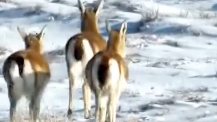 توزيع إمدادات غذائية لضمان سلامة الحيوانات البرية خلال فصل الشتاء في منطقة شينجيانغ